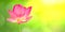 Royalty high quality free stock image of pink lotus flower. Th