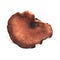 Royoporus badius mushroom