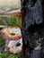 Royoporus badius mushroom