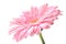 Roze gerbera