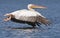 Roze Pelikaan, Great White Pelican, Pelecanus onocrotalus