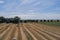 Rround bales in a field