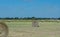 Rround bales in a field