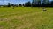 Rround bales in a field