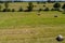 Rround bales in a field