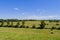 Rround bales in a field