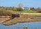 RSPB Sandwell Valley Nature Reserve, Birmingham, England.