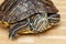 A rub-eared tortoise crawls