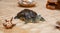 A rub-eared tortoise crawls