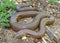 Rubber Boa (snake), Charina bottae