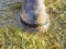 Rubber boot in grass