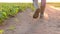 Rubber boots of the farmer walking on a dry field. The problem of land drought.