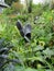 Rubber clogs hanging in the community garden