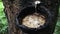 A Rubber collecting bowl filled with water with the Mosquito larvae breeding on it