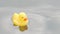 Rubber duck on water surface