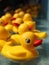 Rubber Duckies Floating in a Carnival Game