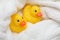 Rubber Ducks after bath wrapped in towel