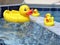 Rubber Ducks in the Tub