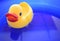 Rubber Ducky in the water