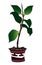 Rubber ficus in a pot with Greek ornament. Illustration