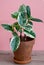 Rubber ficus of the tieneke variety in a clay flower pot on a pink background