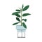 Rubber fig, green leaf plant in pot. Indian ficus growing in planter on stand. Modern tall houseplant. Home and office