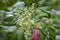 Rubber flowers Hevea brasiliensis and green leaves in garden