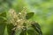 Rubber flowers Hevea brasiliensis and green leaves in garden