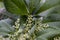 Rubber flowers Hevea brasiliensis and green leaves in garden