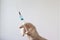 A rubber gloved hand holds a syringe filled with a blue liquid needle up