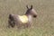 Rubber inflatable horse animal toy, is in the field, one brown horse with yellow saddle