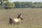 Rubber inflatable horse animal toy, is in the field, one brown horse with yellow saddle
