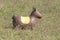 Rubber inflatable horse animal toy, is in the field, one brown horse with yellow saddle