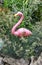 Rubber pink flamingo in the garden, polysadnik paradise with rose flamingo, photoboi, background