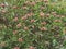 Rubber plant with beautifully pink flowers