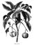 Rubber plant botanical hand draw vintage engraving clip art iso
