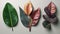 rubber plant leaves, colorful, air purifying tree