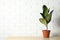 Rubber plant in pot on table near brick wall. Home decor