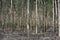 Rubber Plantation