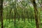 Rubber Plantation