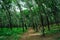 Rubber Plantation