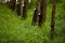 Rubber, plantation and bowl on trees to collect sap for farming, agriculture and production. Growth, sustainability and