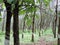 Rubber plantation in Kerala