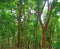 Rubber Plantation - Natural Rubber Cultivation - in Kerala, India