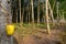 Rubber plantation with natural sunlight in the morning.