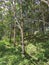 Rubber plantation in Seremban Malaysia.