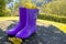 Rubber purple boots on stone background across fall landscape, trees, and grass. Autumn concept. Copy space