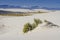 Rubber Rabbitbrush - White Sands National Monument - NM