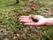 Rubber seed shell on a woman& x27;s hand. Rubber plantations with blurred green grass. Blurred background.