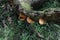 On a rubber stump that has fallen, a group of turkey tail mushrooms are growing